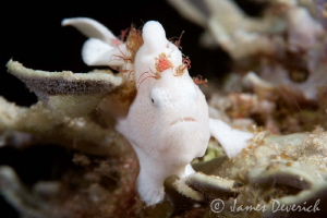 Froggfish. 1 inch long, cute! by James Deverich 